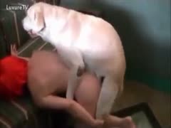 Girl agrees to take experience of fuck by dog
